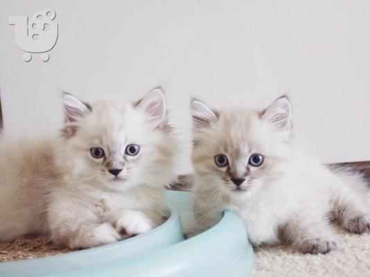 PoulaTo: Μικρά γατάκια Munchkin.